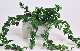 Hedera Klimop 60cm