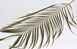 Areca Palmenblätter 60cm