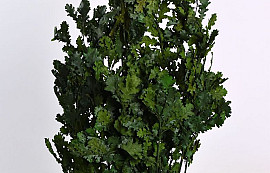 Eichenblatt Grün 1kg