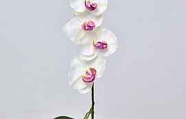 Orchidée Papillon 50cm Blanc