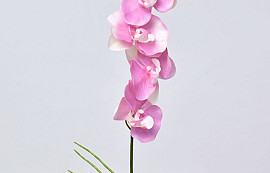 Phalaenopsis Roze 44cm