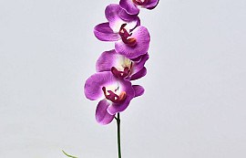 Orchidée Papillon 50cm Fuchsia