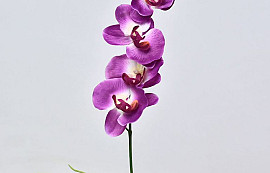 Phalaenopsis 44cm Fuchsia