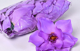 Magnolia D17cm Pourple