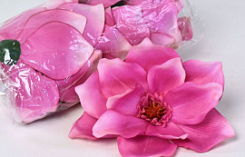 Magnolia D17cm