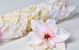 Magnolia D17cm Crème Rosa