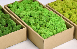 Reindeer Moss Spring Green 500g.