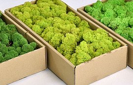 Reindeer Moss Lime Green 500g.