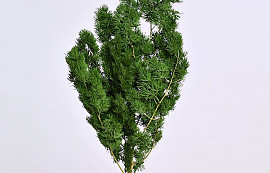 Ming Fern Groen 40cm