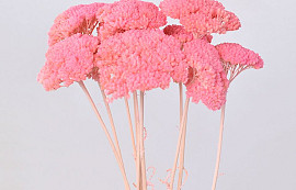 Achillea Parker Bright Pink 70cm