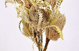 Banksia Speciosa 30-40cm