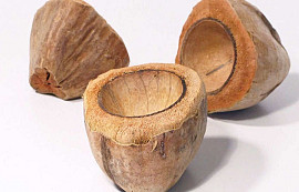 Kokosnuss Cup 11-14cm