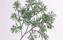 Artemisia Branch 45cm