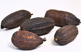 Kakao Frucht Braun 12-18cm