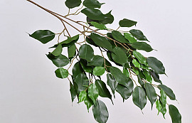 Ficus Exotica Branch 77cm
