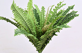 Boston Fern Large 41cm 26lvs