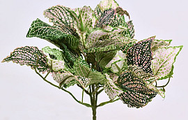 Fittonia Vert 25cm