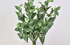 Fittonia Plant 33cm groen