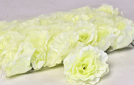 Rose D10cm Creme