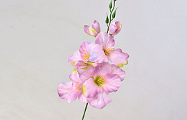 Gladiole D9cm Mauve