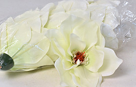 Magnolia D17cm Creme