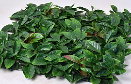 Grüne Pflanze Matte Photinia 50x50cm