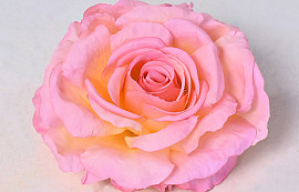 Rose D14cm Rosa Gelb