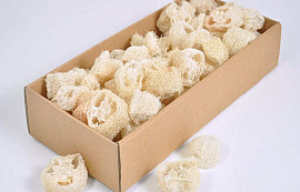 Luffa Slices Bleached 100gr.