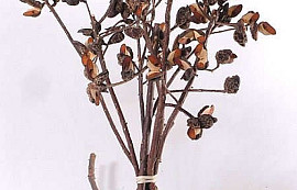 Needlebush Cones 30-45cm