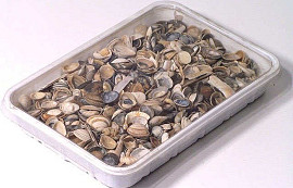 North Sea Shells 1Kg