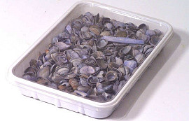 North Sea Shells Blue 1Kg