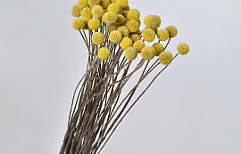 Craspedia Yellow, per stem