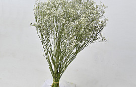 Gypsophila 70cm (25 branches)