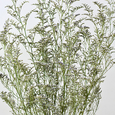 Limonium Caspia 70cm