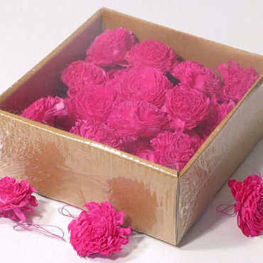 Sola Carnation 5cm Rosa 25pcs