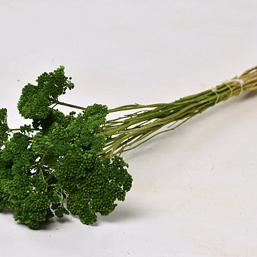 Achillea Filipendula 100gr. Groen