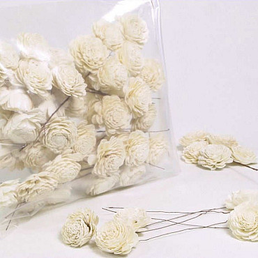 Sola Carnation 6cm white