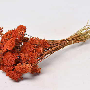 Achillea Filipendula 100gr. Orange