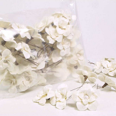 Sola Tuliptree 6cm white