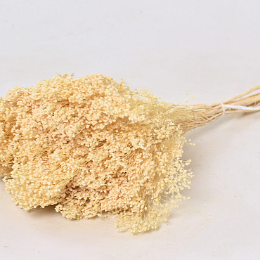 Broom Bloom Bleached 150gr.