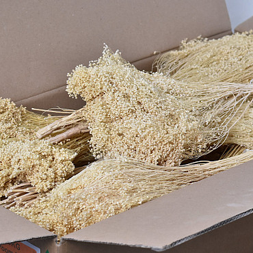 Broom Bloom Bleached 50cm PKG