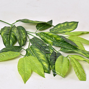 Croton Branch 66cm