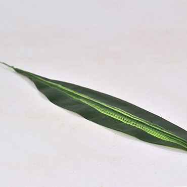 Dracaena Leaf Green 14/62cm