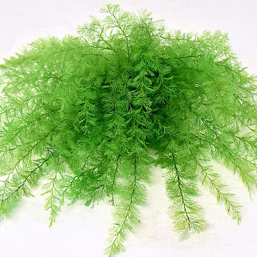 Air Fern Frühlingsgrün 15cm 5-Pack 