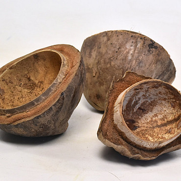 Coconut Half  D12-15cm