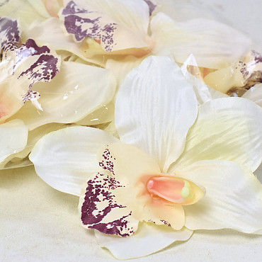 Orchidee D16cm Creme