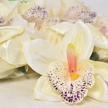 Orchidée Creme D14cm