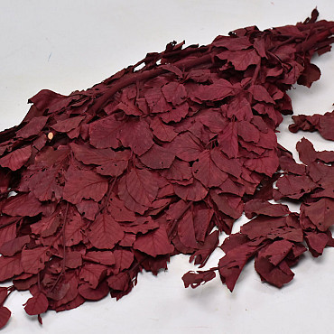 Feuille de Hêtre Rouge 1kg