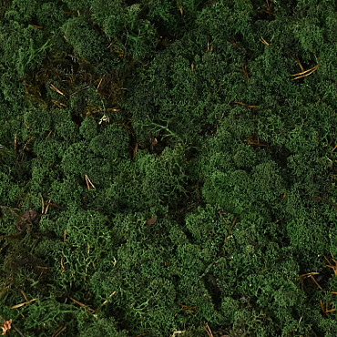 Cladonia Moss Dark Green per kg