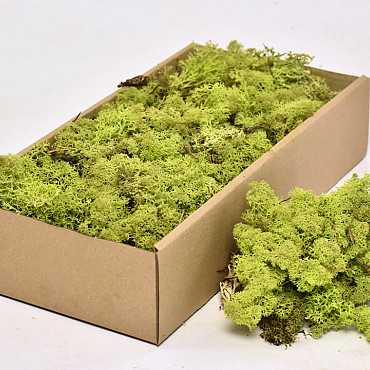 Cladonia Moss Lime Green 500g.
